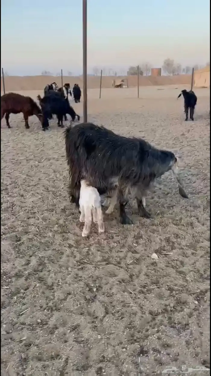 معزاء عوارض 0