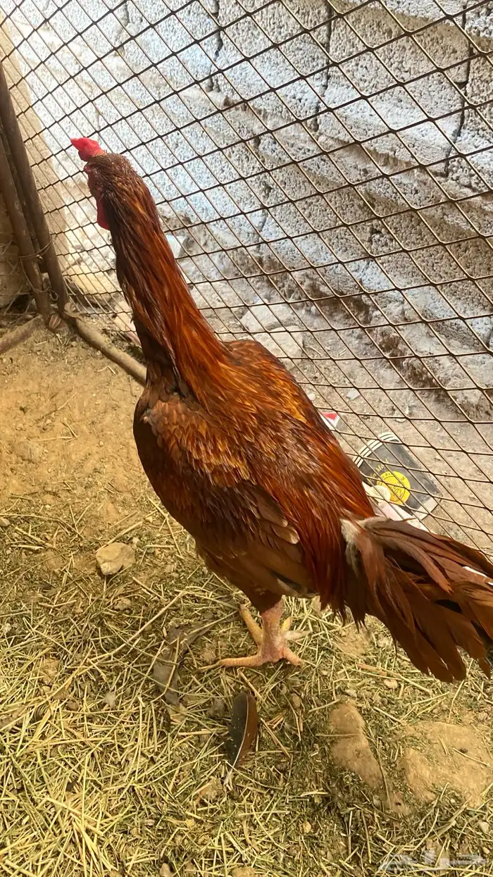 ديك سندي باكستاني 2