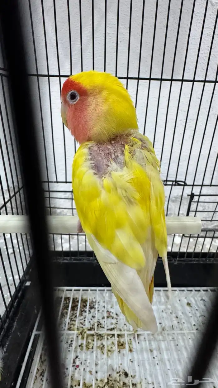 انثى روز لاتينو جاهزه 6