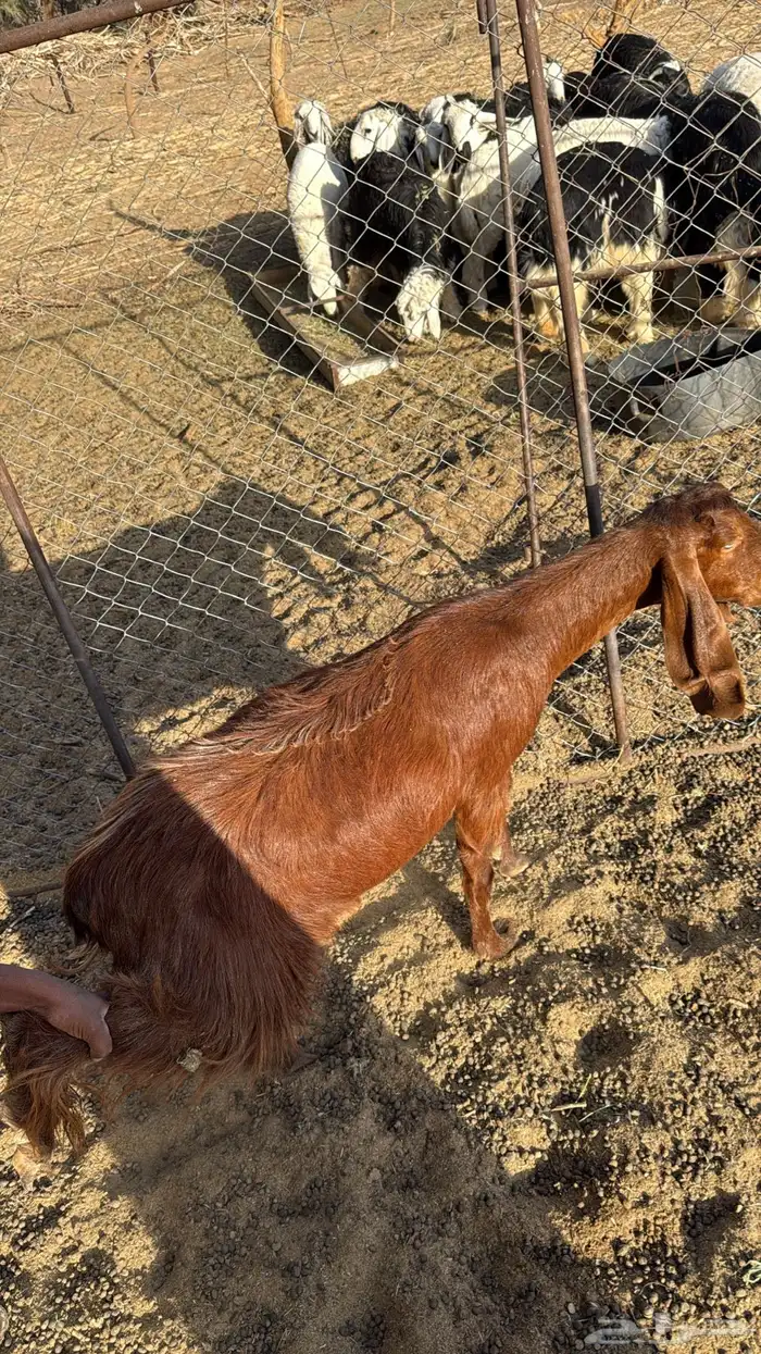 عنز رباع سمين حايل 1