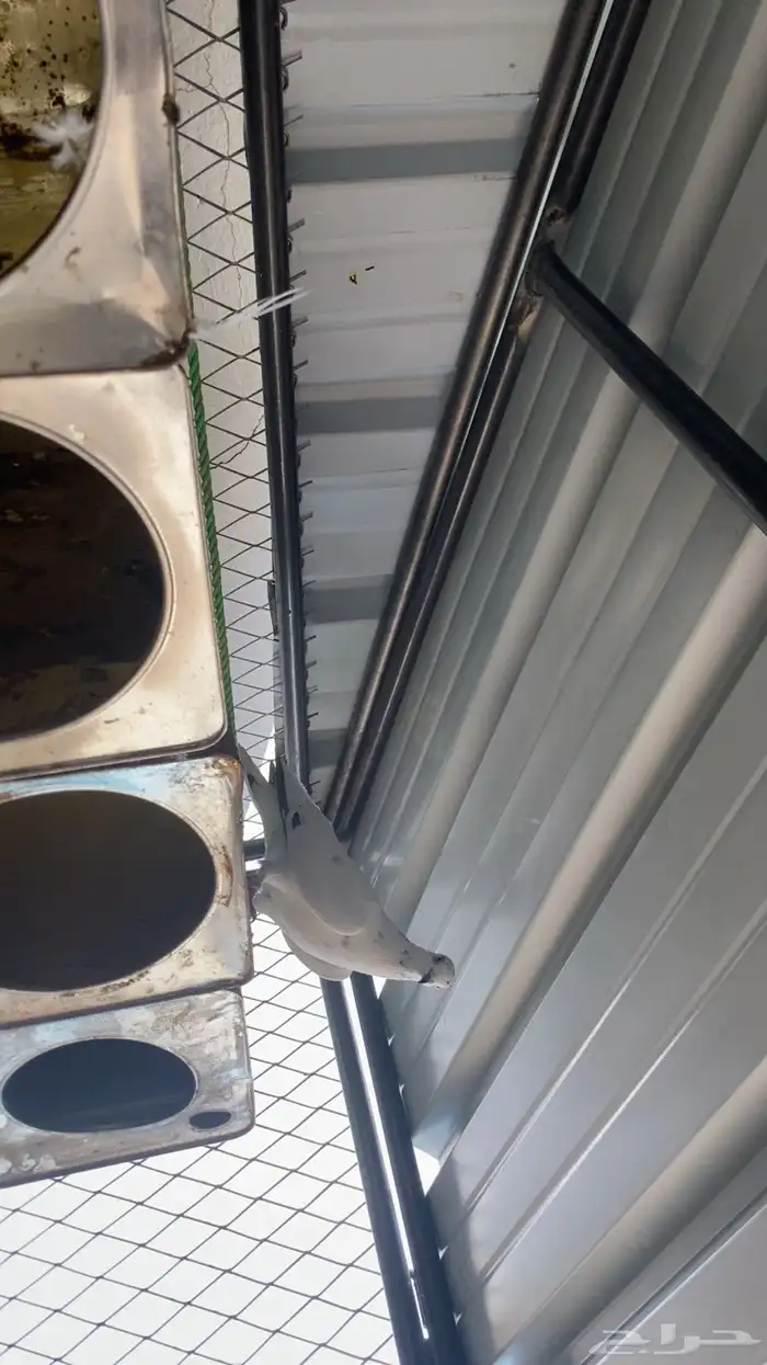 حمام باكستاني 7