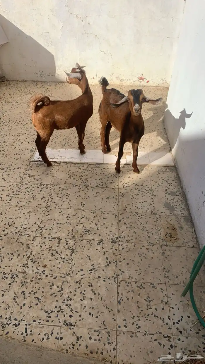 تيوس وخرفان 0