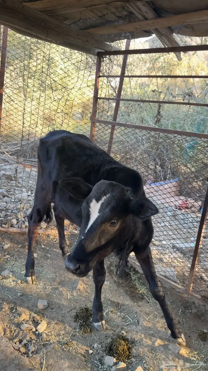 حسيله للبيع 2