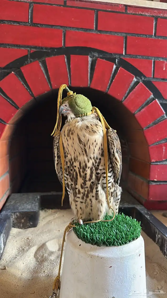 تبعة جير شاهين بكر 0