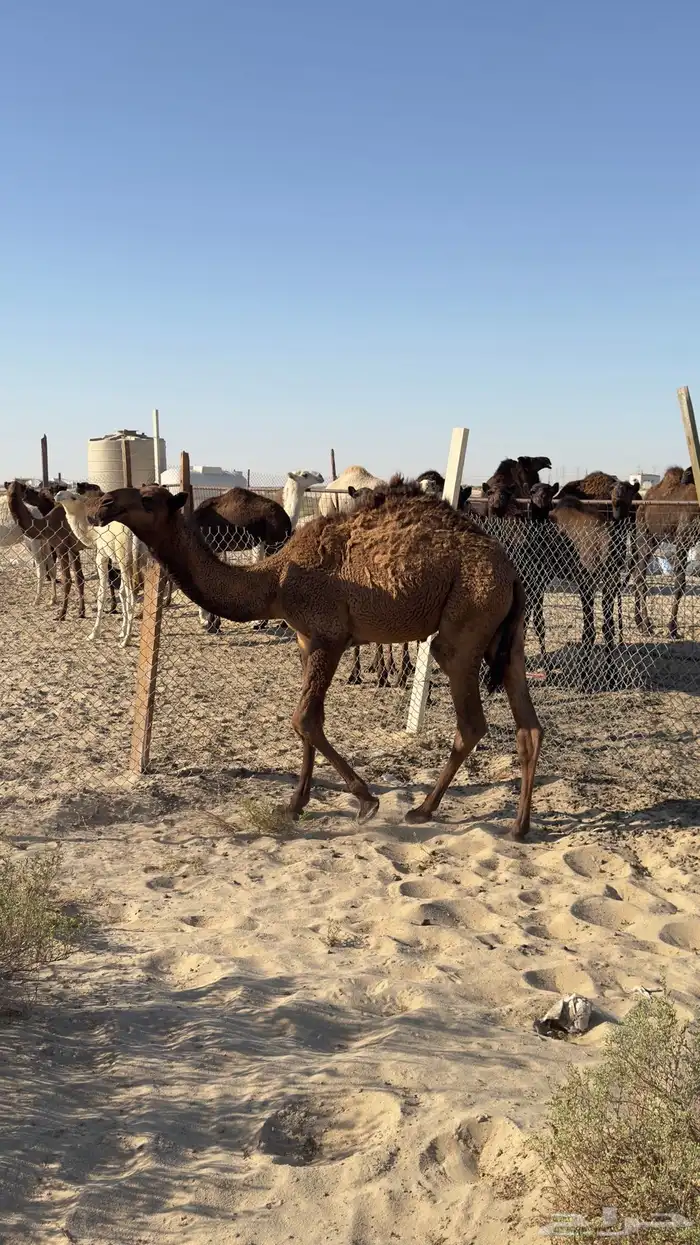 للبيع قعود مشرع فحل 1