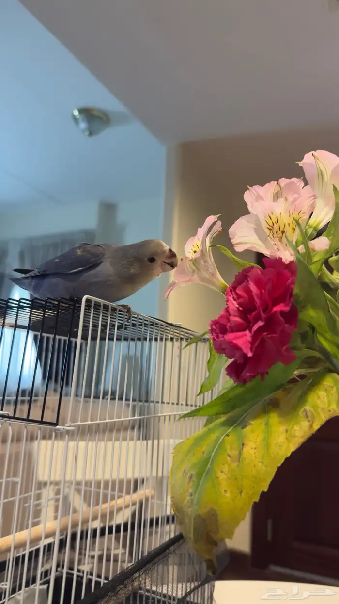 عصفور روز للبيع أليف ومتعود على اسمه 2