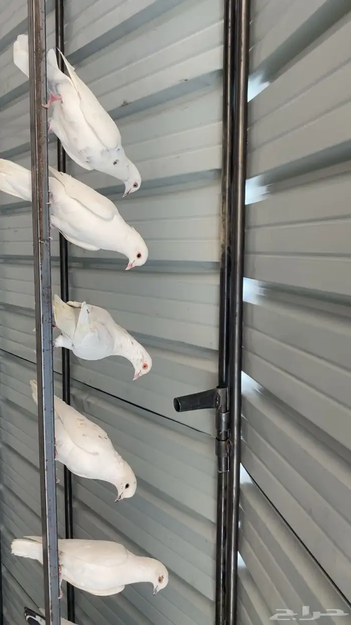 حمام باكستاني 6