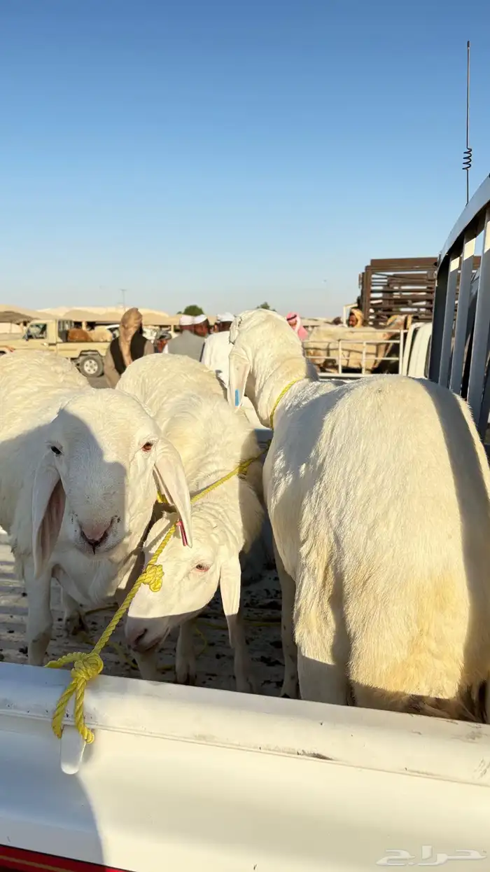 سواكن مرابي فل الفل 2