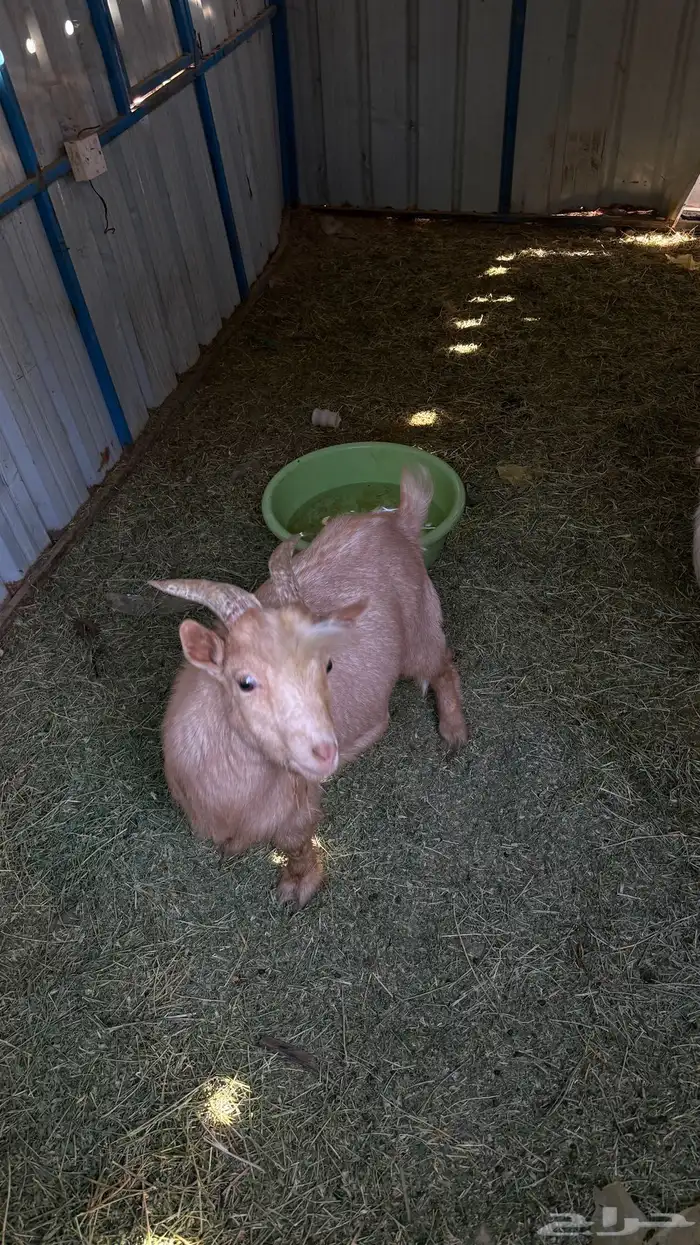 فحيل ماعز قزم 2