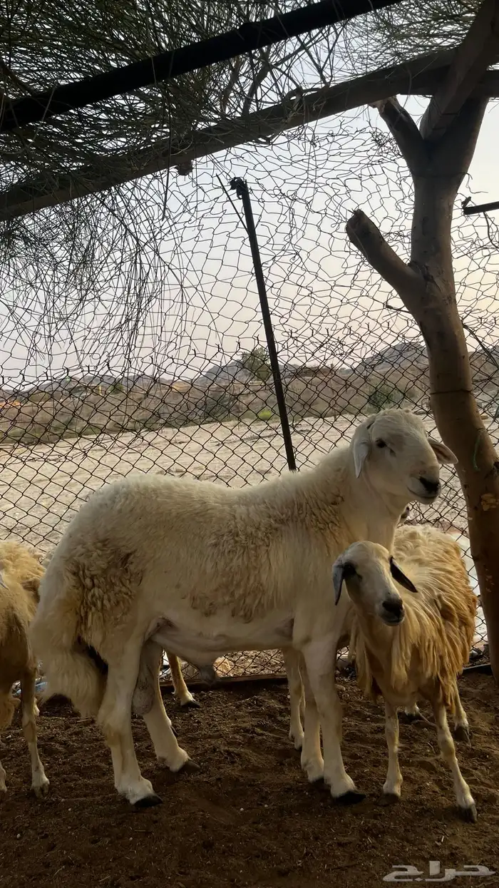 طلي فحل صنف الصنف 2