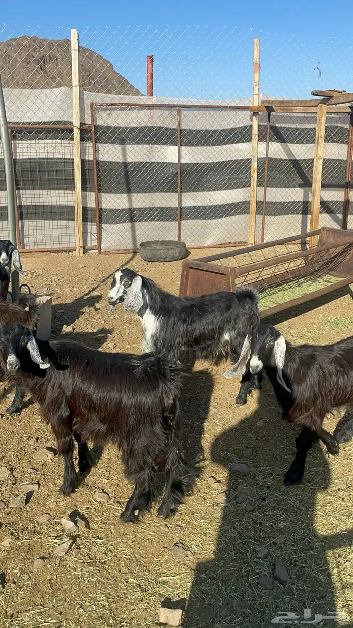 جفار ذبايح او مقنوي طيبات بالحيل(تم البيع) 9