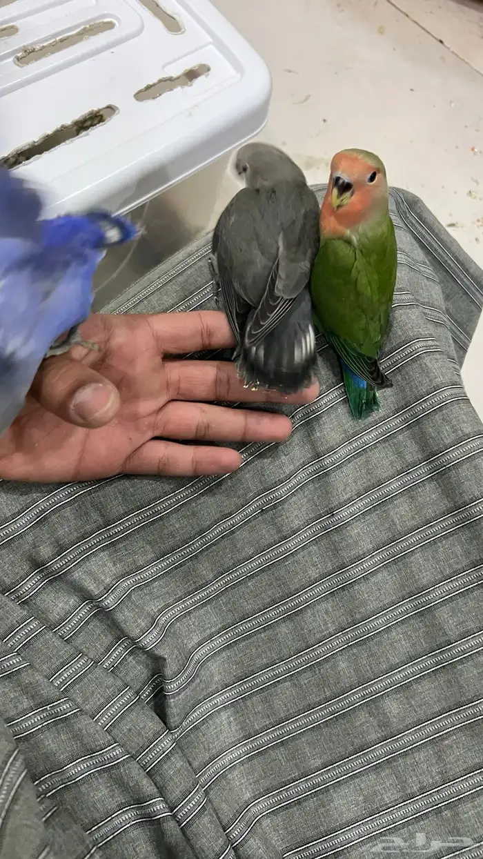 طيور روز جمله 150 تفريد 200 10