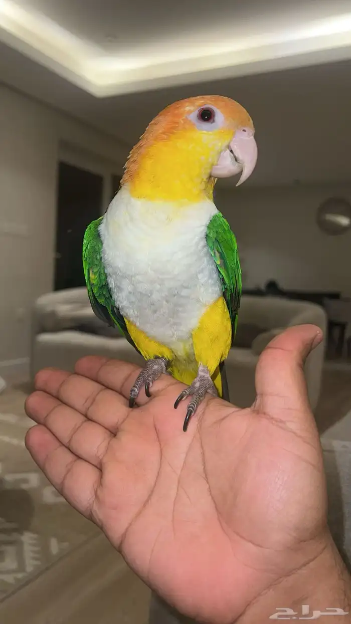 كايك وايت بيلي 0