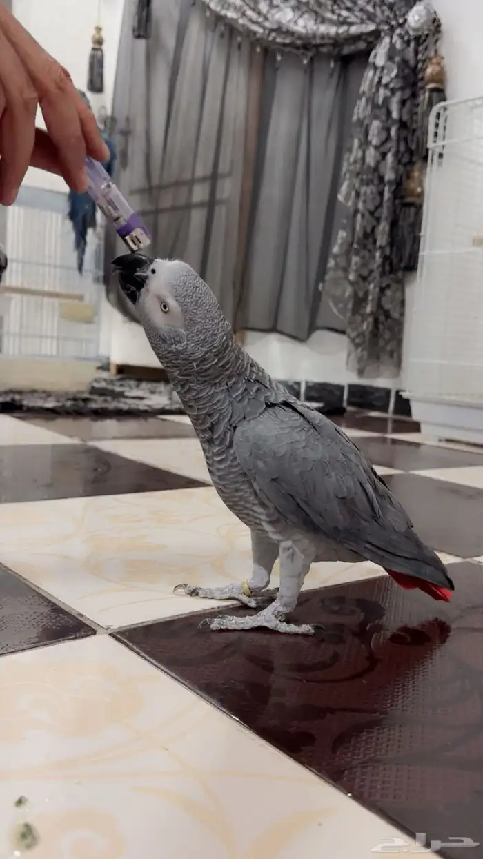 ببغاء كاسكو تم البيع الله يبارك للمشتري 3