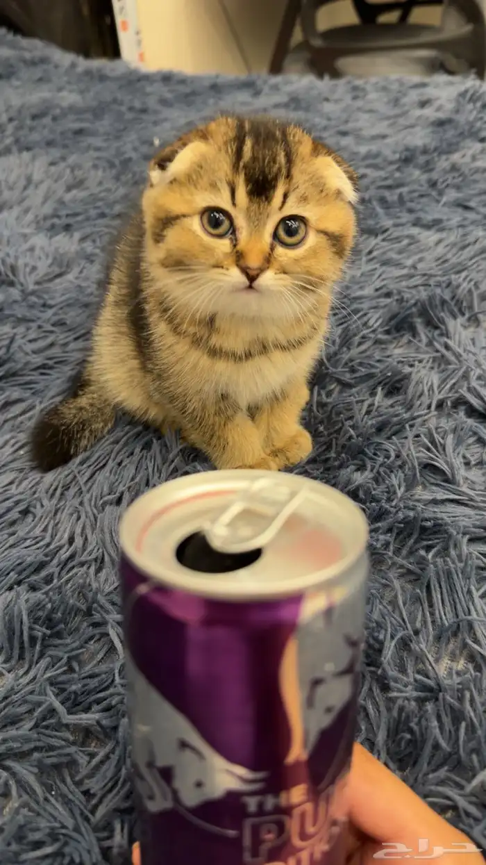 قطط سكوتش انثى دبل فولد شورت هير ذيل قصير حجمها صغير 4