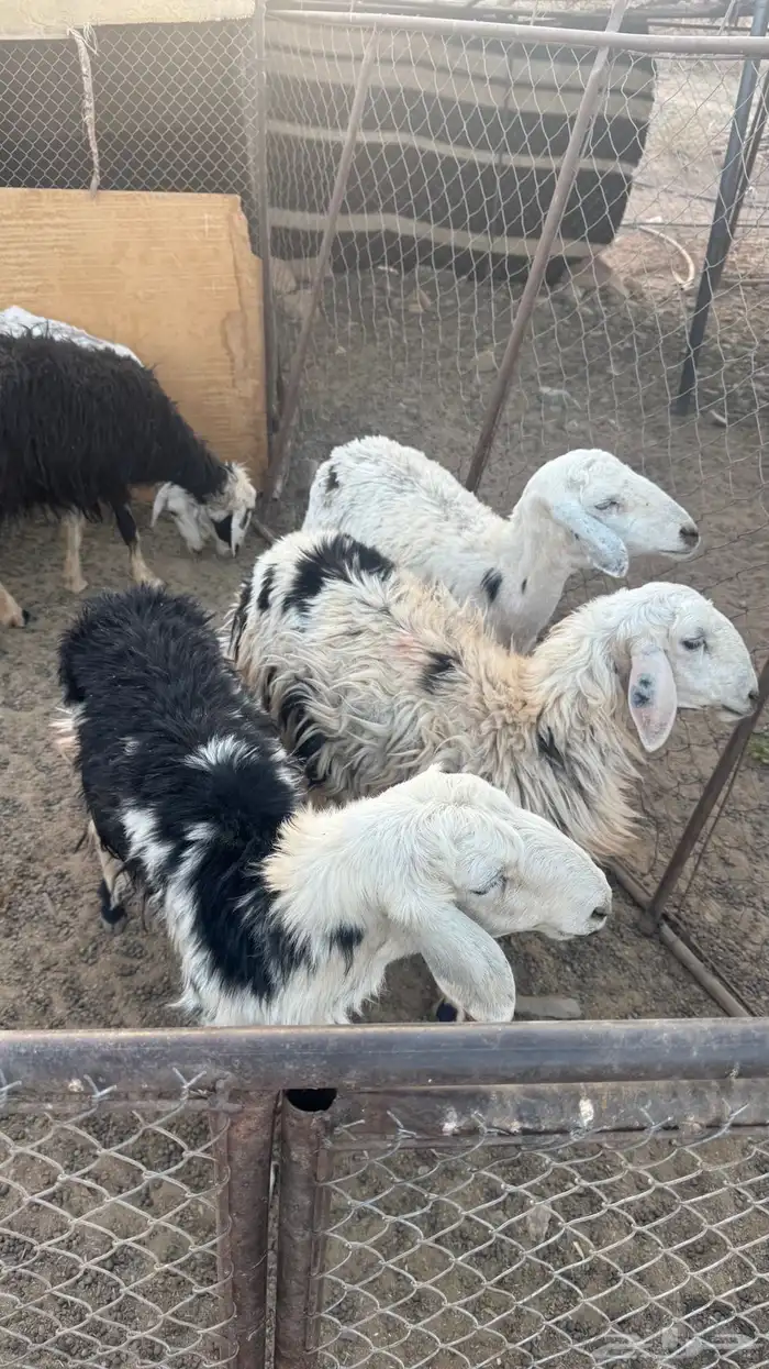 نعاج للبيع 2