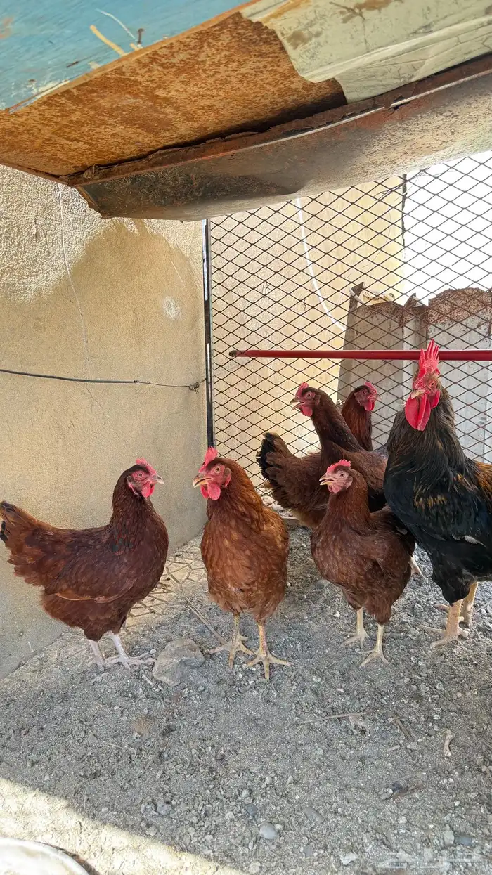 دجاج فرنسي 2