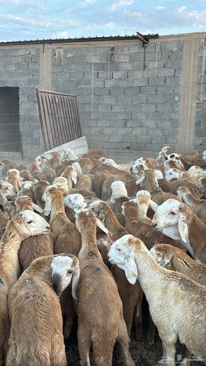 سواكن تربية نظيفة سعر مناسب 0