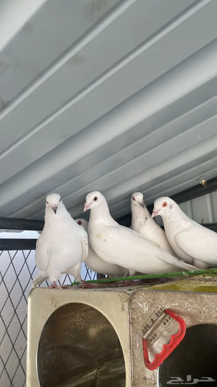 حمام باكستاني 0