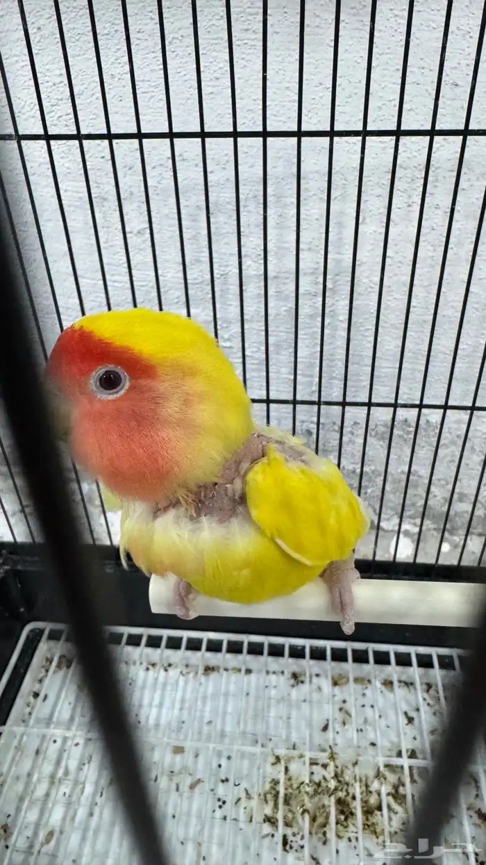 انثى روز لاتينو جاهزه 0