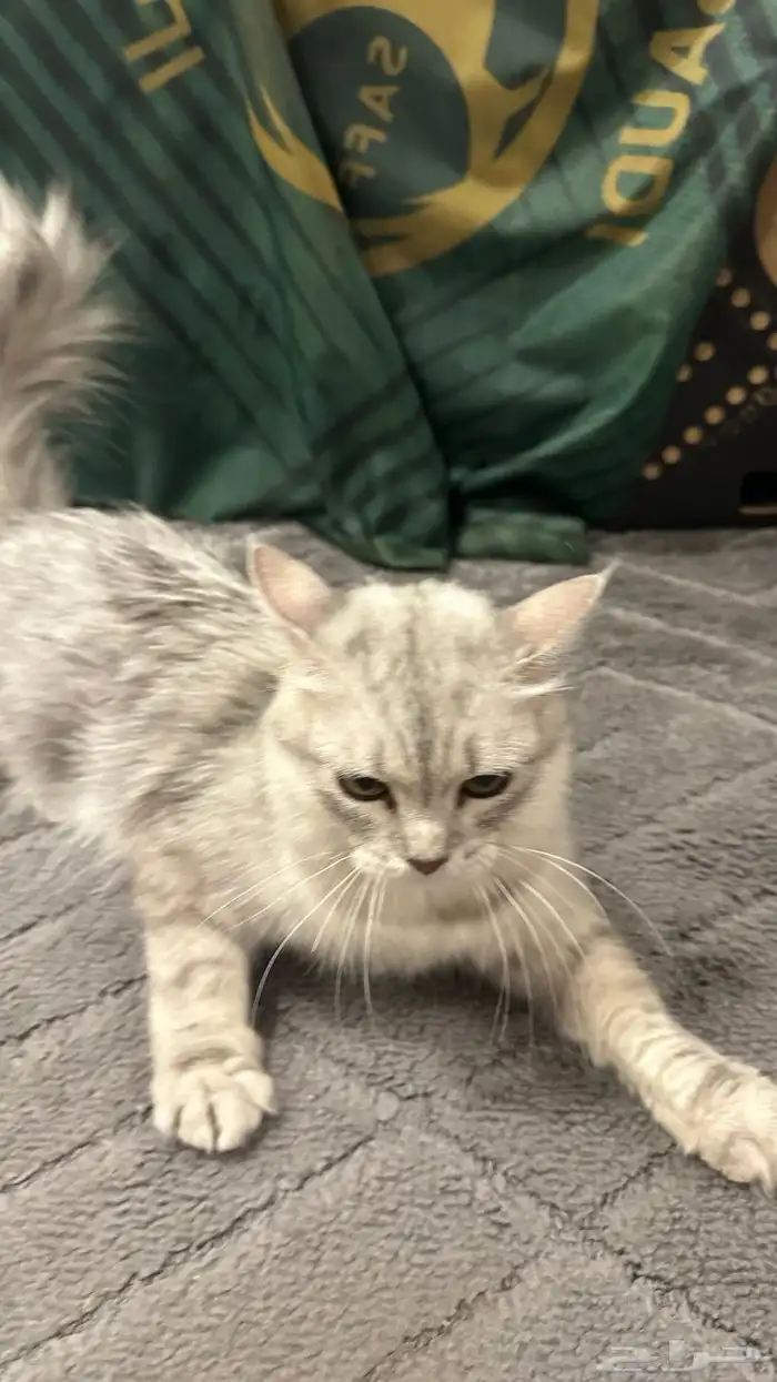 بسه شيرازي للبيع 2