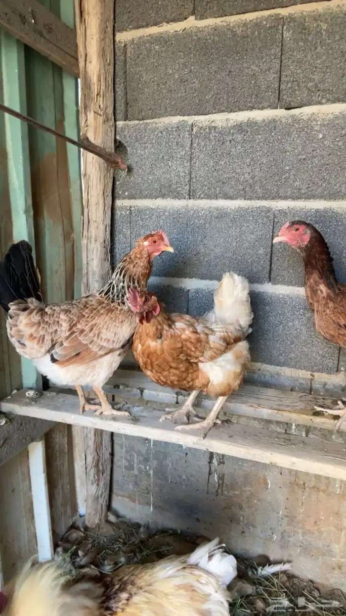 دجاج للبيع 1