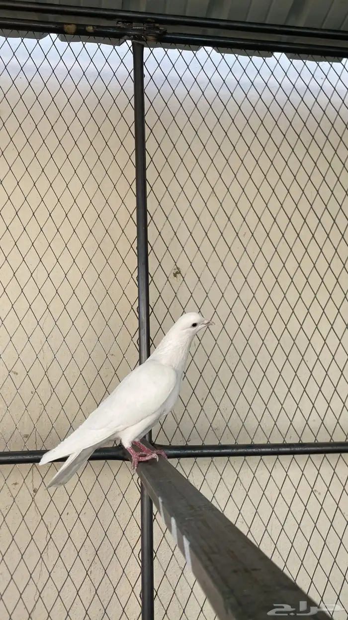 حمام باكستاني 8