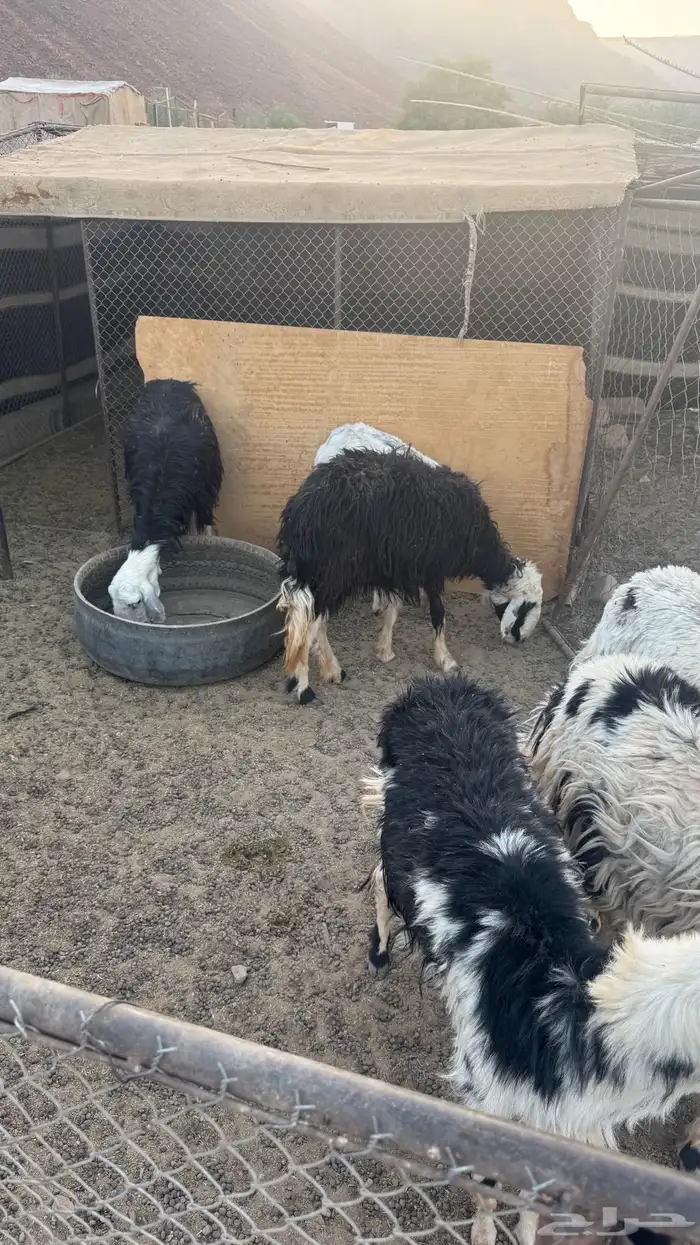 نعاج للبيع 3