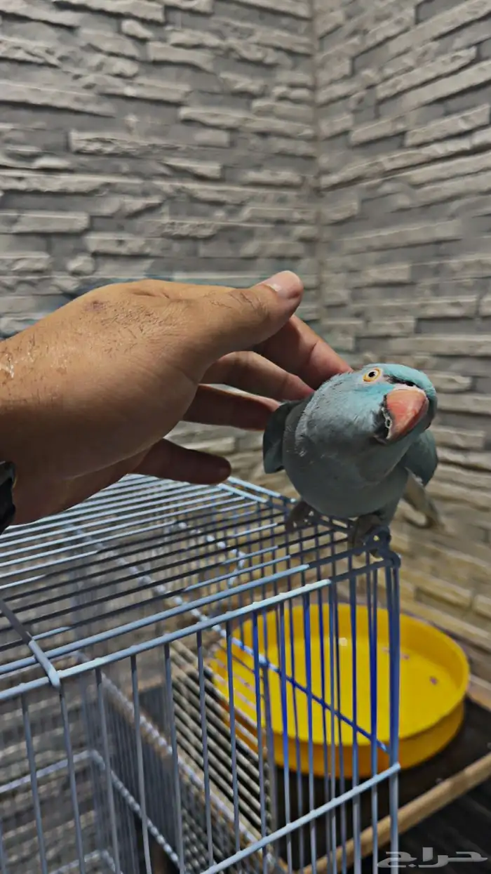 زوج درة هولندي وهندي الأنثى متكلمة 0