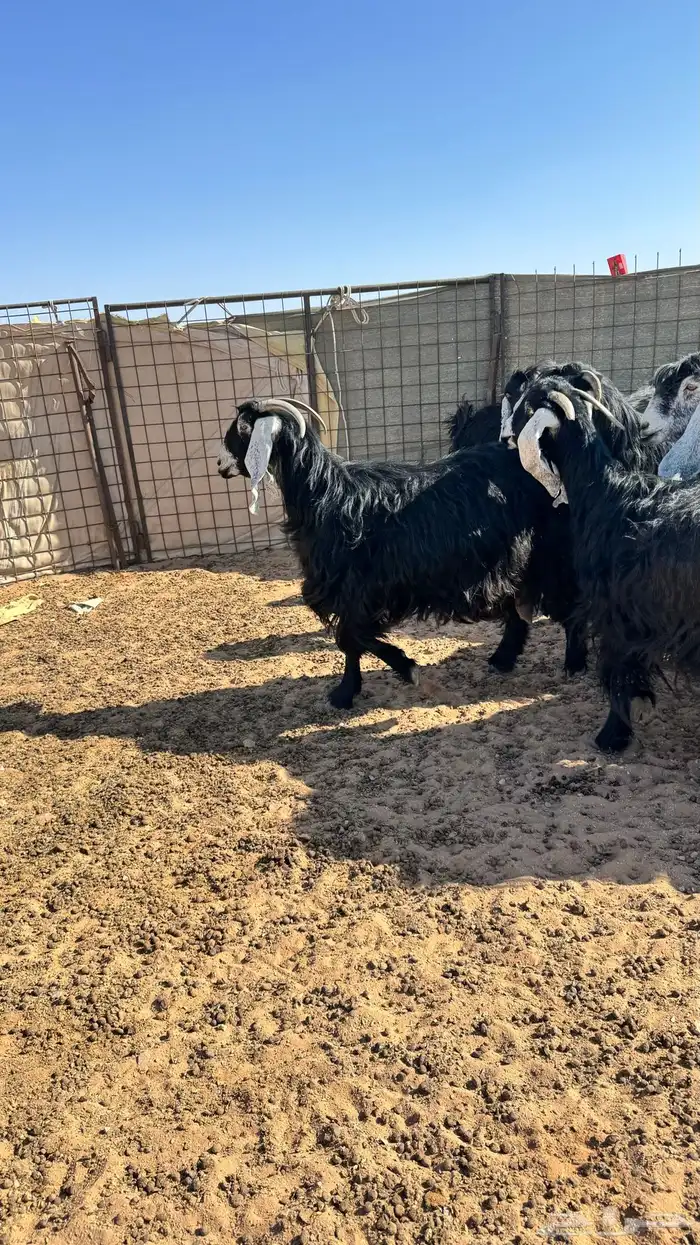 معزا عوارض 1