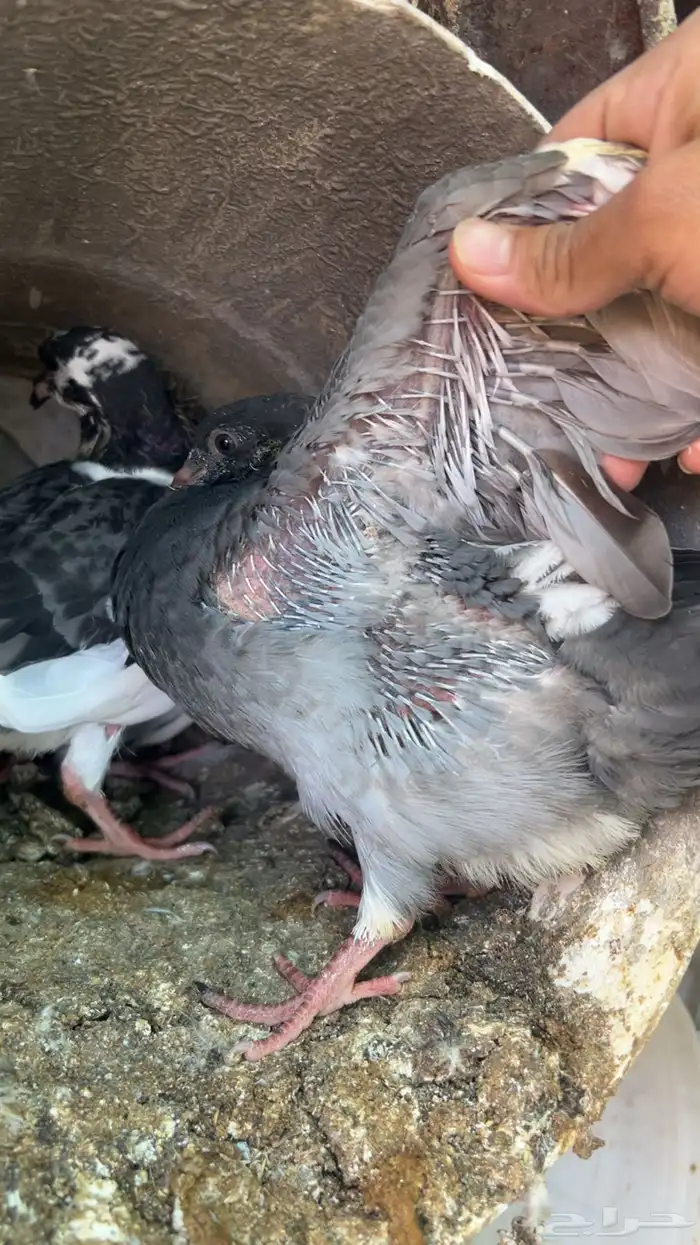 فروخ حمام للبيع فرنسي سلفر زاجل الموقع ببريده 2