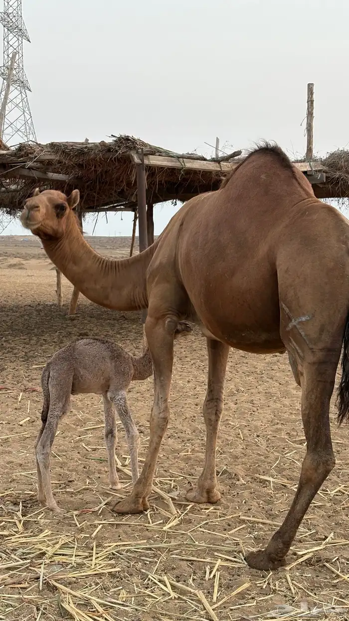 ناقه ساحليه مموت ولدها 4