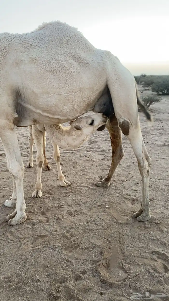 قعود عمره 7 شهور لباني ماشاءالله تبارك الرحمن 1