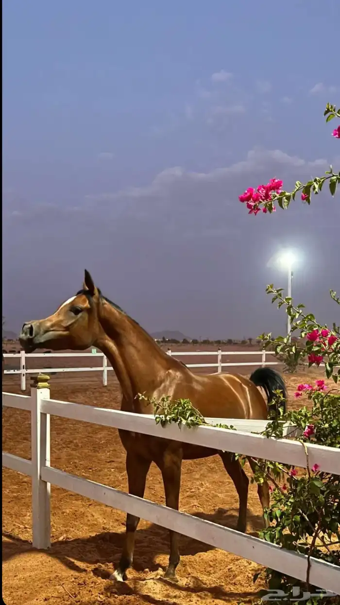 فرس واهو مكس جمال 1