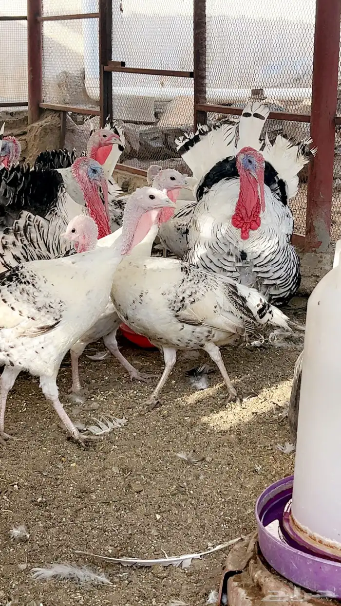 رومي الفراشه رويال منتج شرط 5