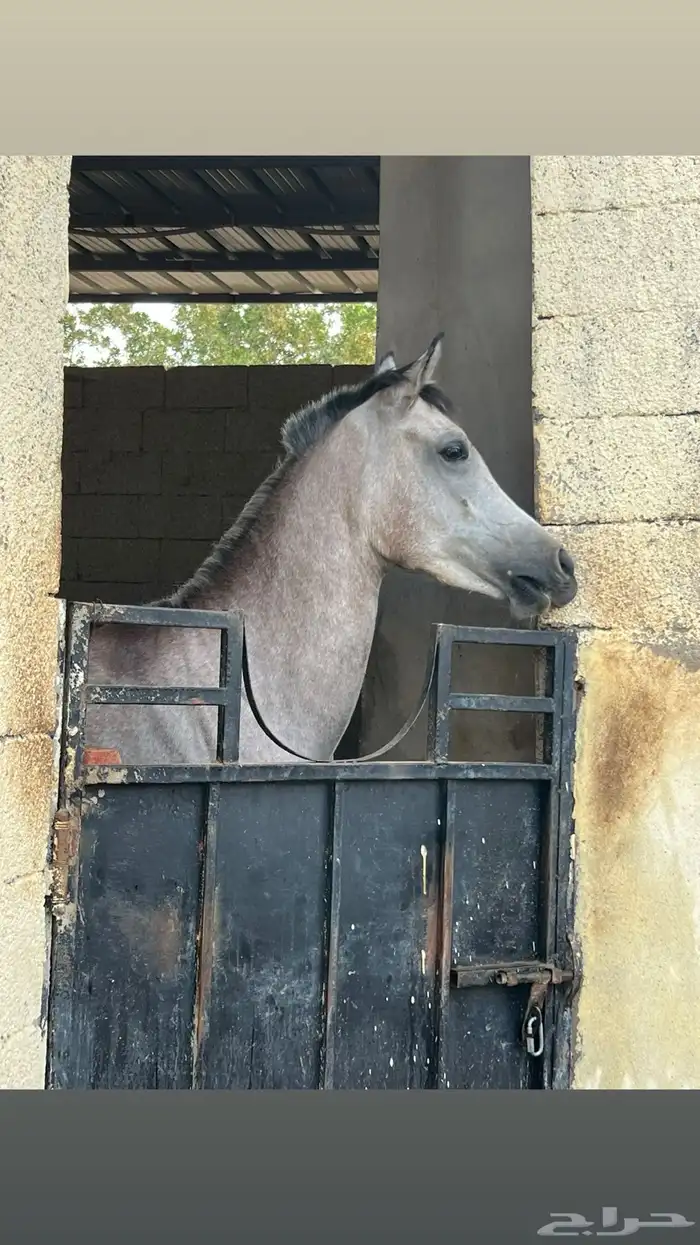 ايواء خيل في اسطبل خاص - بايكات خيل للايجار 0