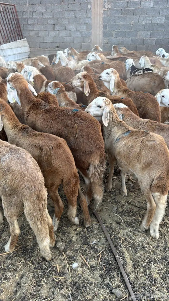 سواكن تربية نظيفة سعر مناسب 3