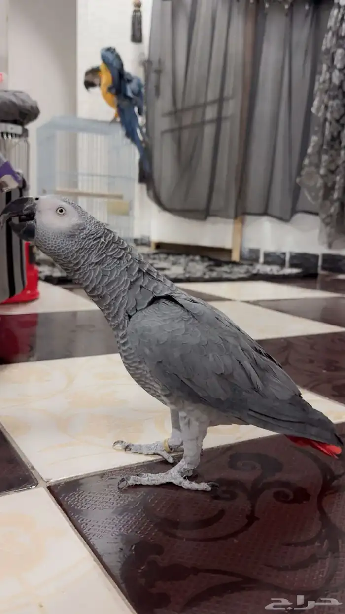 ببغاء كاسكو تم البيع الله يبارك للمشتري 2