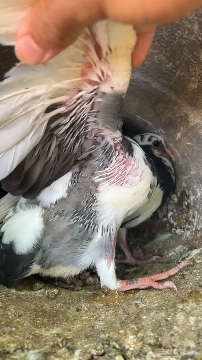 فروخ حمام للبيع فرنسي سلفر زاجل الموقع ببريده 3