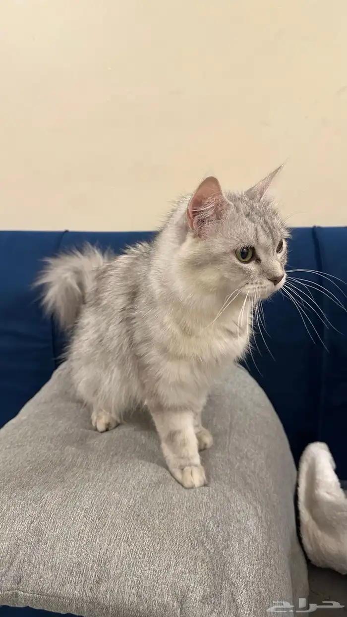 بسه شيرازي للبيع 0