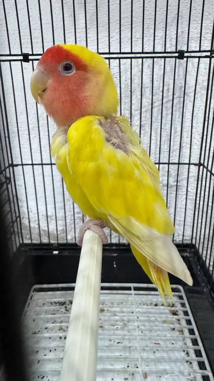 انثى روز لاتينو جاهزه 3