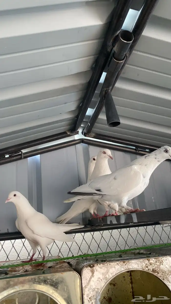 حمام باكستاني 2