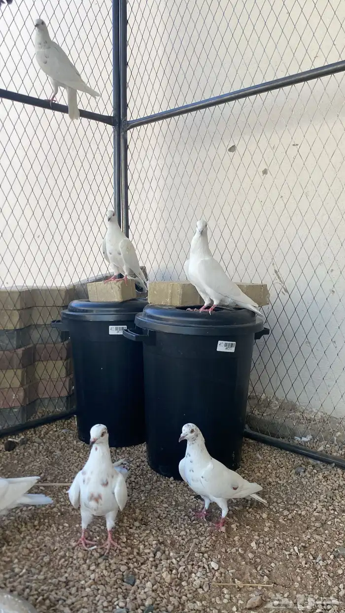 حمام باكستاني 3