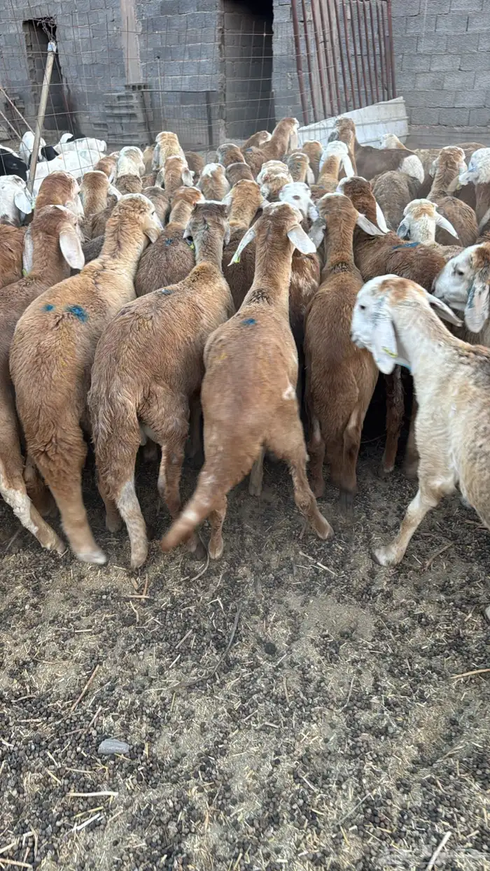 سواكن تربية نظيفة سعر مناسب 1