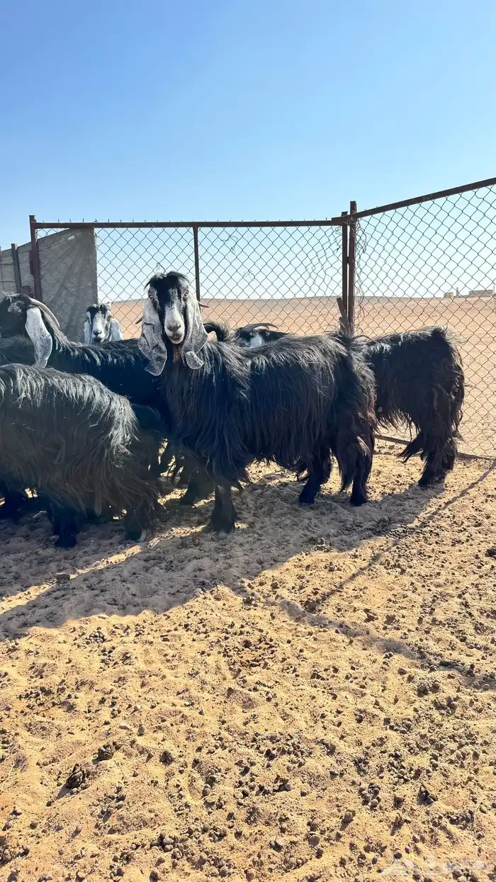 معزا عوارض 0