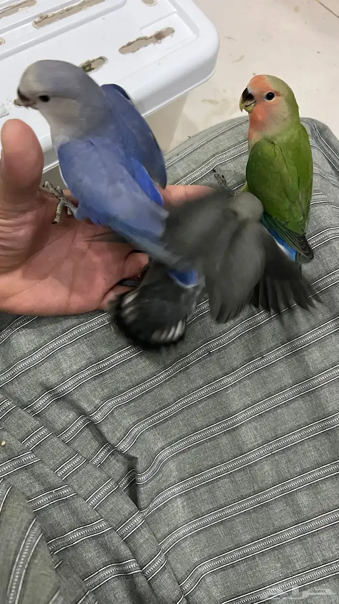 طيور روز جمله 150 تفريد 200 11