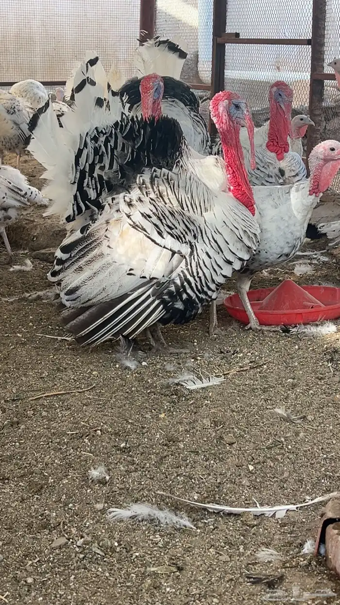 رومي الفراشه رويال منتج شرط 1