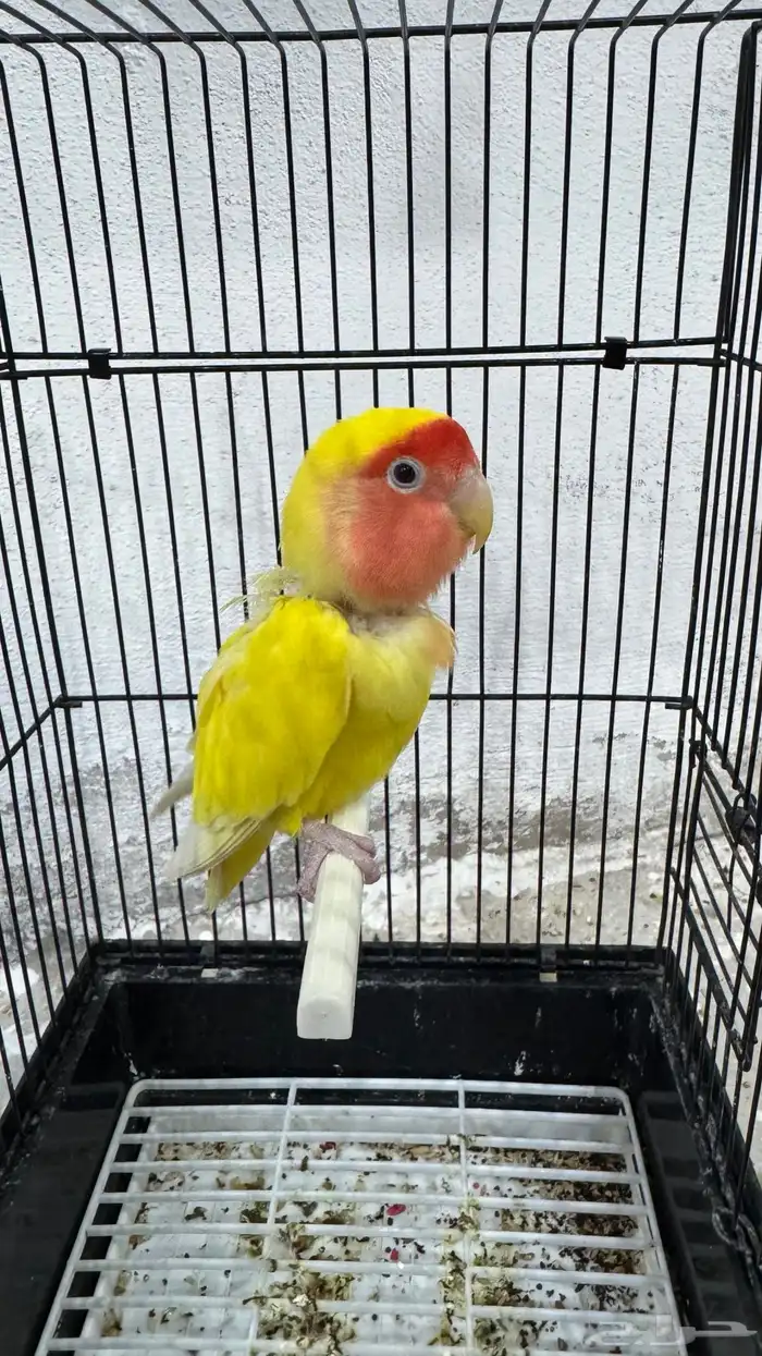 انثى روز لاتينو جاهزه 4