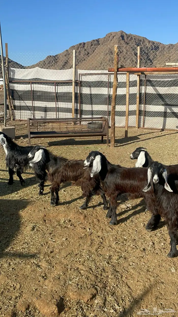 جفار ذبايح او مقنوي طيبات بالحيل(تم البيع) 1