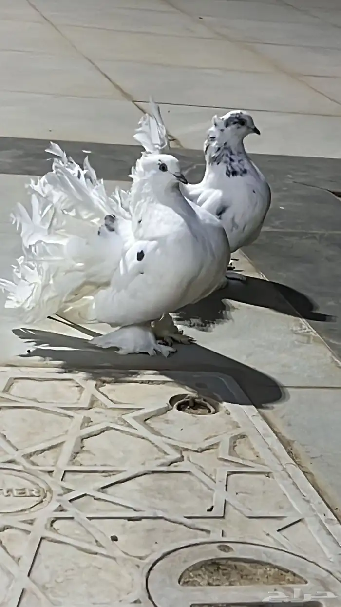 حمام رقاص هندي 1